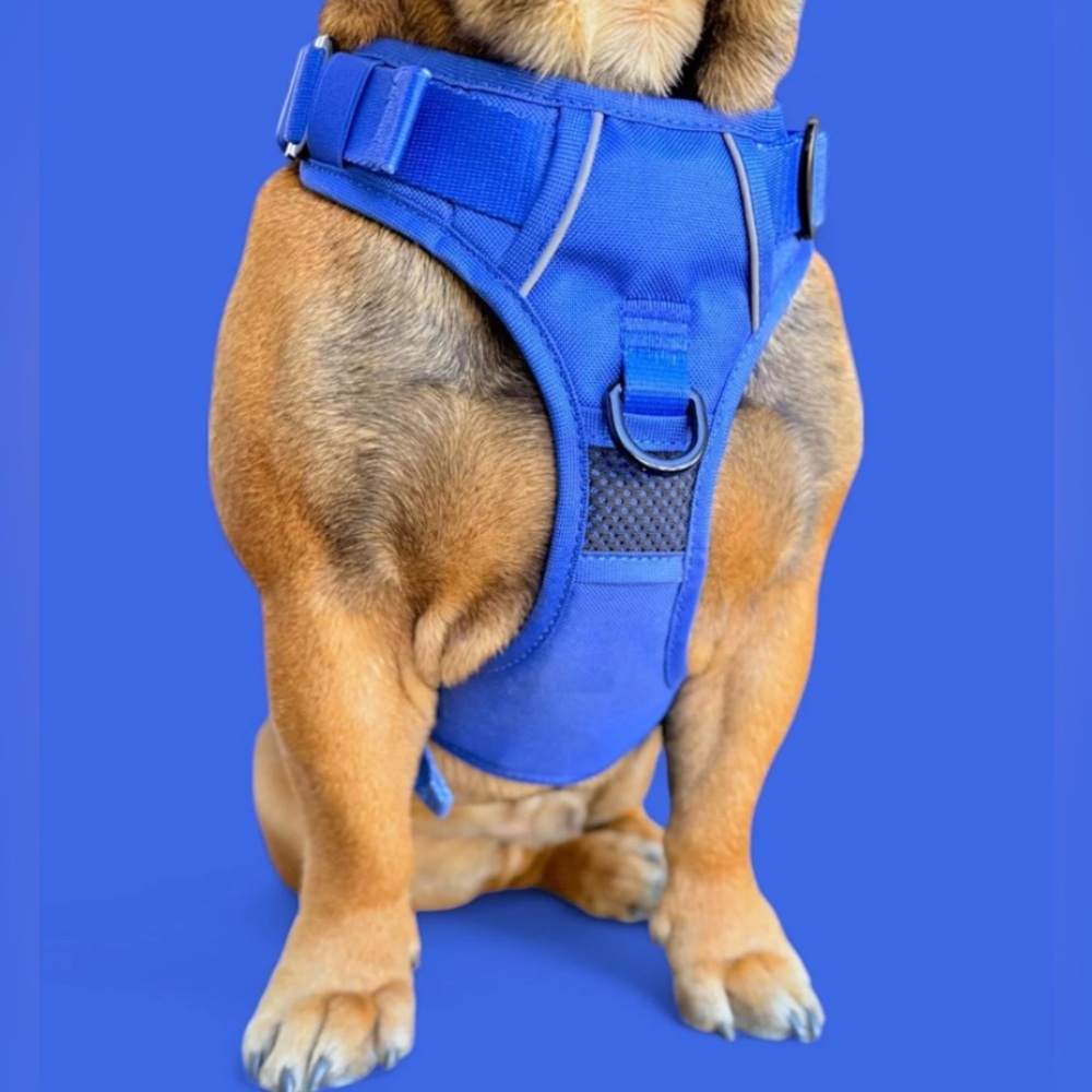 🦋B2G1🦋BEAST & BUCKLE Blue No Pull Harness & Leash Set | SMALL | - Picture 3 of 12